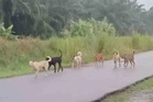 Tangani anjing liar demi keselamatan awam