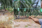 Serangan anjing liar: 'Sampai sekarang saya teringat Haira penuh darah' - Ibu saudara