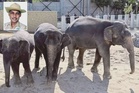 Perhilitan diminta jawab isu DAK, desak bawa pulang tiga gajah dari Jepun
