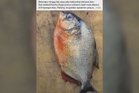 Jabatan Perikanan siasat dakwaan penemuan piranha perut merah di Empangan Klau
