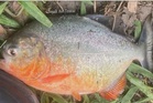 Ikan kedua dipercayai spesies Red-bellied Piranha didakwa ditemui di Sungai Klau