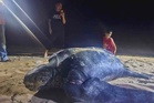 Penyu belimbing mendarat, bertelur kali ketiga di Terengganu