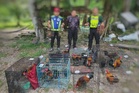 Padah bela ayam hutan, burung serindit tanpa permit