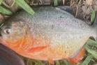 DOF terus pantau penjualan, pemilikan spesies ikan larangan