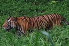 Harimau serang ternakan, penduduk Selarong diminta waspada