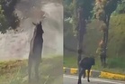 Perhilitan pantau kemunculan kambing gurun di Genting Highlands