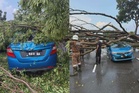 Dua kereta rosak ditimpa pokok tumbang