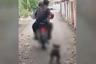 JPVPP rekod keterangan dua lelaki didakwa heret anjing dengan motosikal