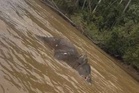 Bangkai gajah Pygmy Borneo hanyut dibawa arus