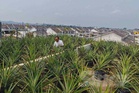 Bumbung rumah kebun nanas MD2