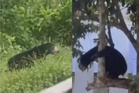 Perhilitan Perak sahkan terima aduan gangguan beruang matahari di Gerik
