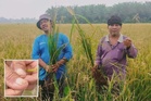 'Macam mana nak tanam musim depan?' - Pesawah terduduk padi musnah