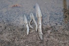 Pelbagai spesies ikan mati, dua sungai di Raub tercemar teruk - Exco
