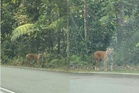 Harimau belang dikesan di laluan Bukit Fraser arah ke Kuala Kubu Bharu