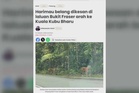 Perhilitan pasang perangkap kamera jejak harimau belang di laluan Bukit Fraser