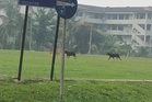 Budak lelaki 7 tahun cedera parah diserang lapan anjing liar