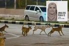 Ancaman anjing liar, nyawa jadi taruhan