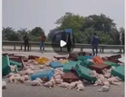 Lori terbalik di lebuh raya, muatan ayam segar bertaburan