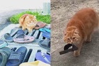 'Tolong bantu cari Yeyen Selipar' - Kucing oyen terkenal curi selipar jiran hilang