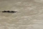 Kelibat mirip buaya muncul di Bagan Lalang