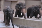 Mengapa Perhilitan, Zoo Taiping tidak urus DAK di Jepun?
