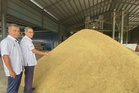 Pesawah berhak tolak jual padi jika tidak puas hati pemotongan - KPB