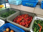 Cili import ‘bunuh’ 4,000 petani tempatan
