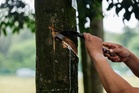 Pengeluaran getah asli meningkat 1.0 peratus pada Julai