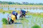 Jangan tambah beban pesawah demi tingkatkan hasil