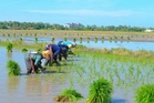 Subsidi terus pada pesawah elak risiko ketirisan ‘orang tengah’