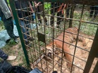 Harimau belang masuk perangkap selepas lima hari dipasang