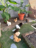 Ayam silkie, si gebu yang mencuit hati