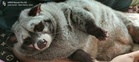 Cici, musang pandan manja yang suka merajuk