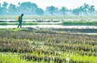 Pesawah dakwa baja dibekalkan tidak berkualiti