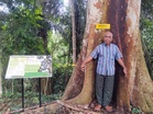 Pulihara pokok merbau era prakemerdekaan