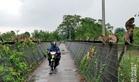 Kera bukan musuh tetapi perlu diurus