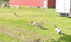 Gambar Google Maps rakam lokasi lelaki maut diserang sekumpulan anjing