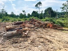 PGA serbu kilang proses kayu disyaki hasil hutan tak bercukai
