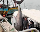 Tuna sirip biru gergasi ditangkap buat pertama kali dalam tempoh enam dekad
