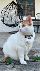 Chek suka ‘serang hendap’