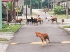 Tanggungjawab pemilik haiwan dan tangkapan anjing liar