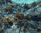 Tiada kompromi perosak terumbu karang Pulau Redang