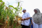 Kerajaan mulakan pengeluaran jagung bijian skala besar, kurang bergantung import RM3b setahun