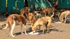 Anjing liar: Utamakan kebajikan atau keselamatan?