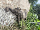 Bangkai anak gajah ditemukan di tepi jalan
