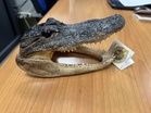 Kepala buaya ditemukan dalam bagasi ketika diperiksa