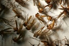 Cuaca panas dorong West Nile merebak di Itali