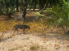 Kanak-kanak diserang anjing jalani pembedahan, semakin stabil