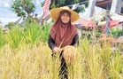 Padi huma belakang rumah, tuai pada Hari Malaysia