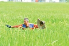 Pendapatan pesawah merosot 30%